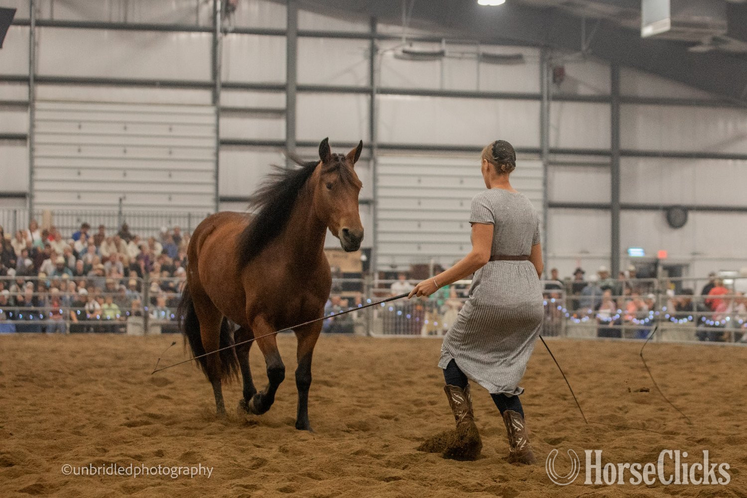 Friesian - "Ed's Dancing Raven" Bay Mare Friesian