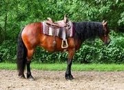 "Ed's Dancing Raven" Bay Mare Friesian