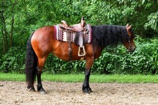 "Ed's Dancing Raven" Bay Mare Friesian