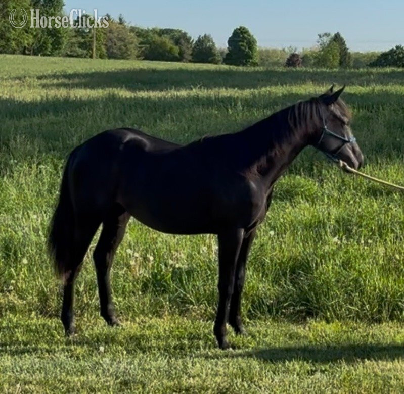 "Booniful Blu Hancock" Black Filly Quarter Horse in Ohio