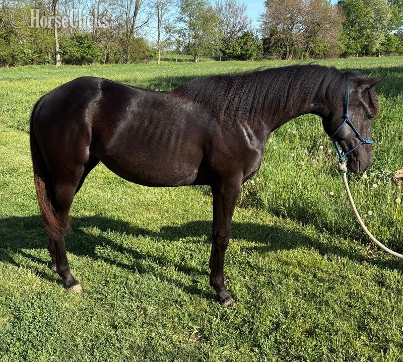 "Booniful Blu Hancock" Black Filly Quarter Horse