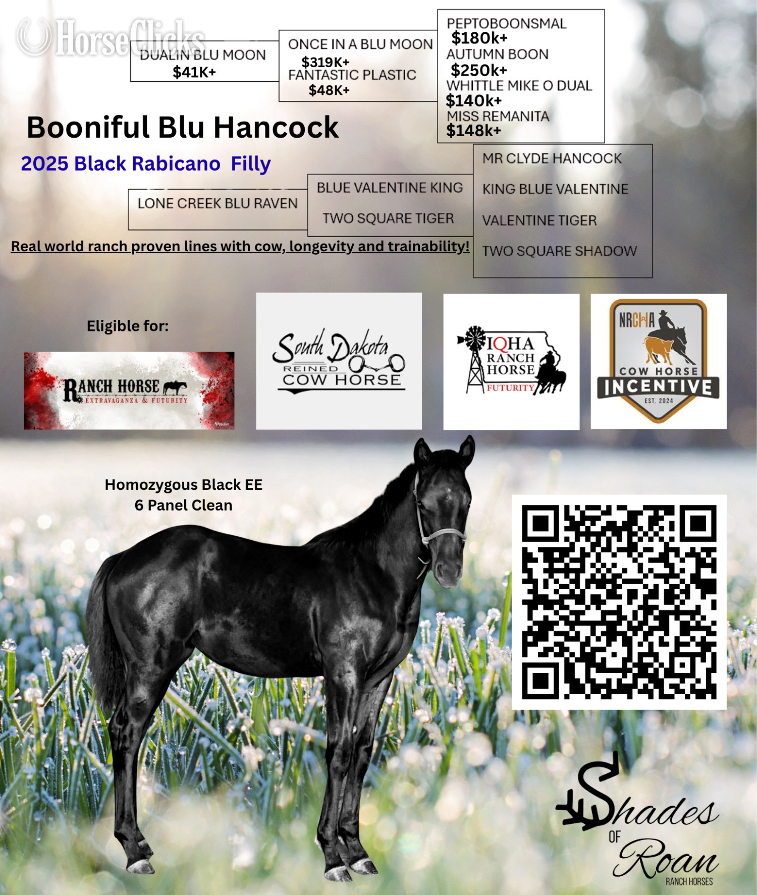 Ohio "Booniful Blu Hancock" Black Filly Quarter Horse