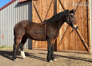 "CUERVO" Bay Gelding Mustang