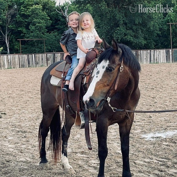 "Coffee Bean" Brown Gelding Quarter Horse in Texas