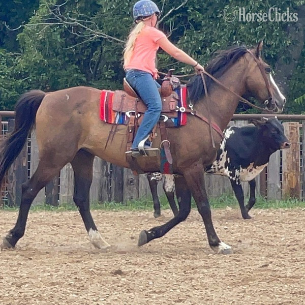 "Coffee Bean" Brown Gelding Quarter Horse