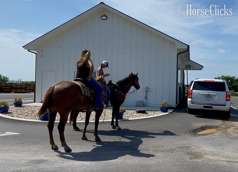 Texas "Coffee Bean" Brown Gelding Quarter Horse