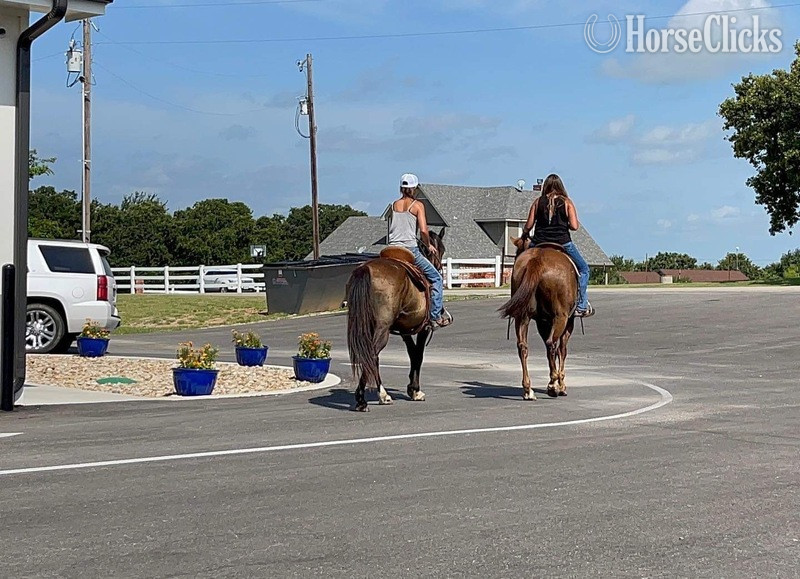 "Coffee Bean" Brown Gelding Quarter Horse - Quarter Horse in Texas