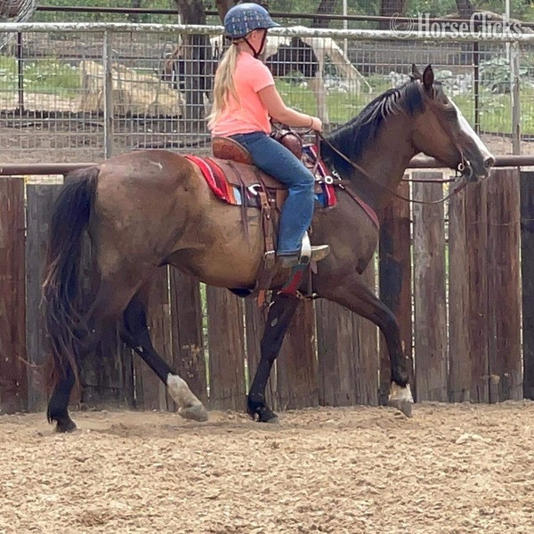"Coffee Bean" Brown Gelding Quarter Horse - Quarter Horse