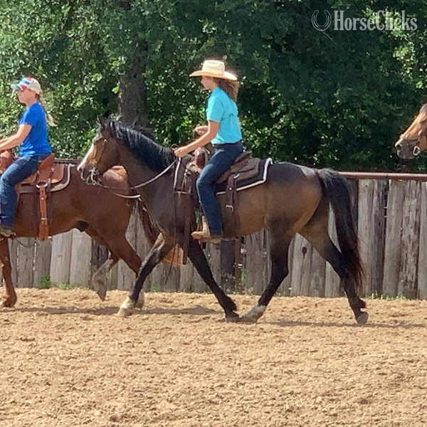 "Coffee Bean" Brown Gelding Quarter Horse Texas