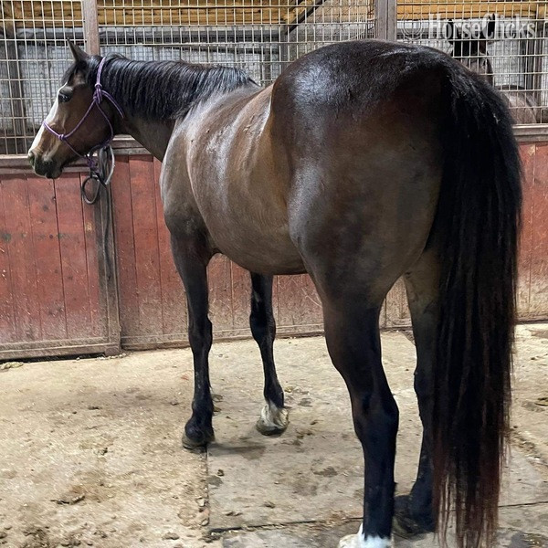 Quarter Horse - "Coffee Bean" Brown Gelding Quarter Horse in Texas