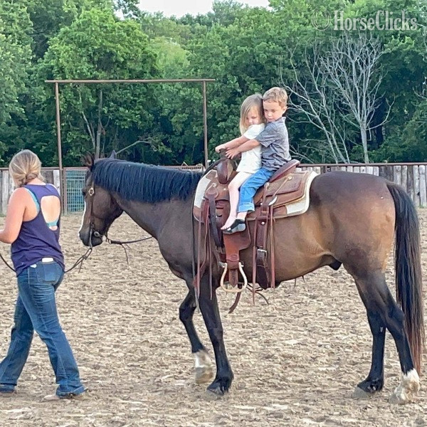 Quarter Horse - "Coffee Bean" Brown Gelding Quarter Horse