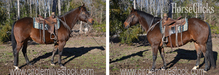 "Mack" Bay Gelding Quarter Horse in North Carolina