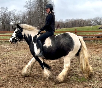 "Mo Chara Fionn" Tabiano Mare Gypsy Vanner