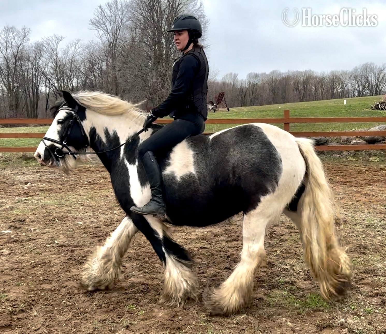"Mo Chara Fionn" Tabiano Mare Gypsy Vanner in Wisconsin