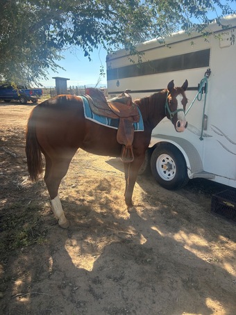 "Twistin Little Kate" Sorrel Filly Quarter Horse
