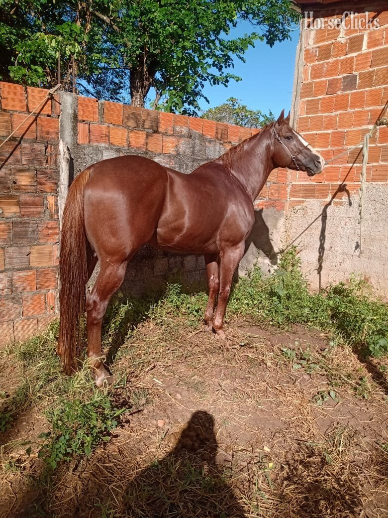 Sorrel 15.1hh Quarter Pony Stallion in British Columbia