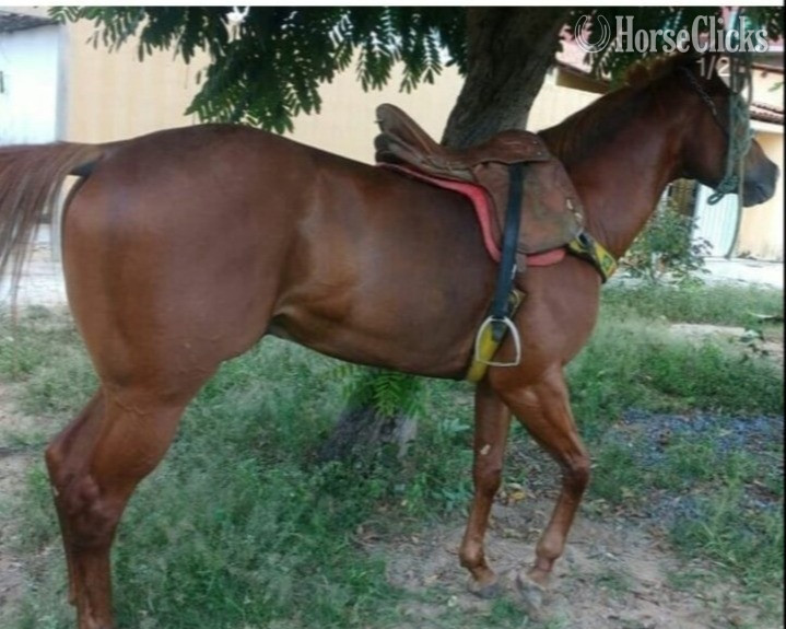 Sorrel 15.1hh Quarter Pony Stallion