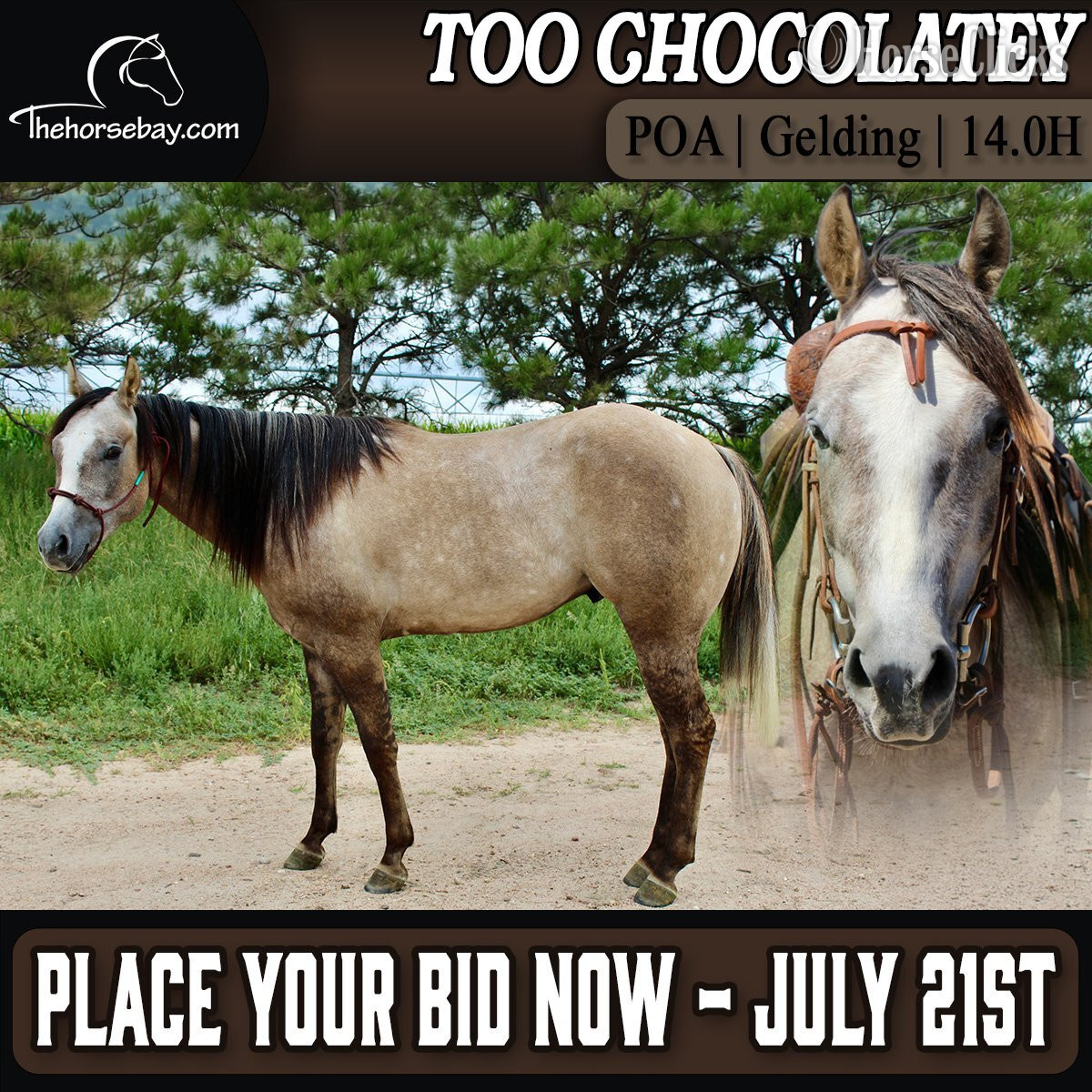 "T-Rex" Dun Gelding POA in Colorado