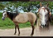 "T-Rex" Dun Gelding POA
