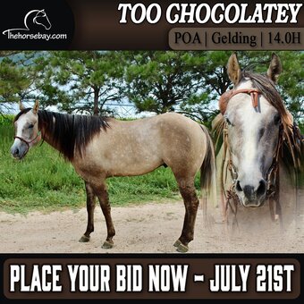 "T-Rex" Dun Gelding POA