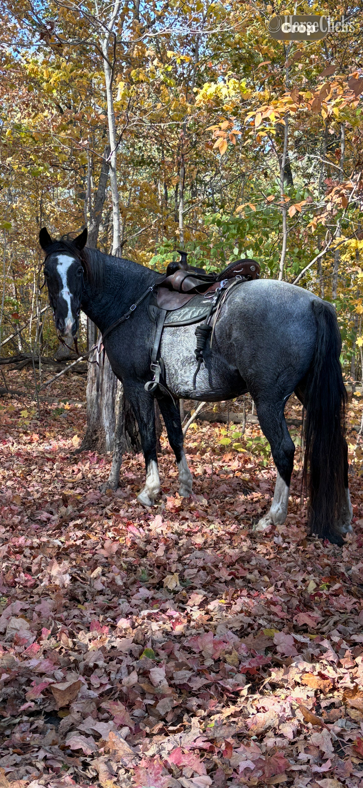 "Josie" Blue Roan Gelding Tennessee Walker in Ohio