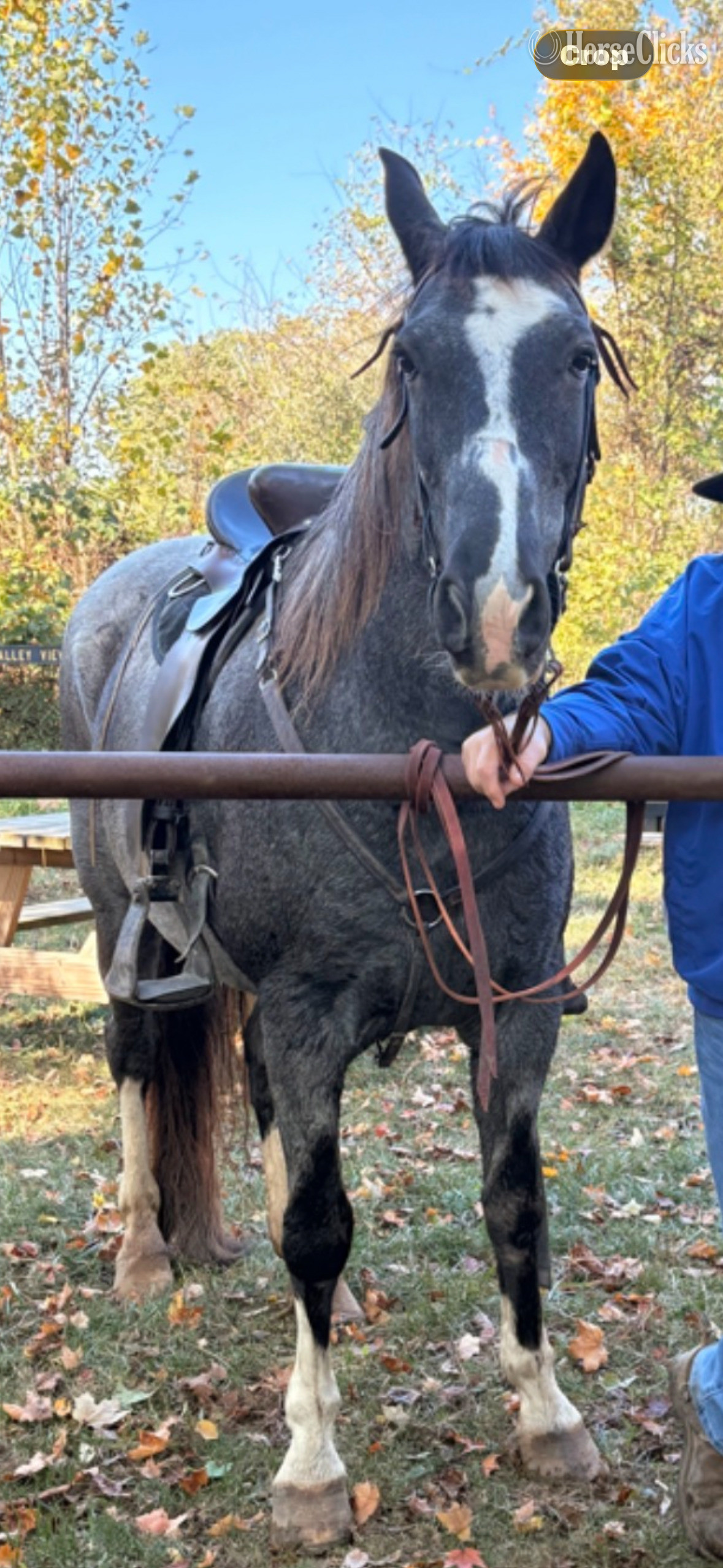 "Josie" Blue Roan Gelding Tennessee Walker
