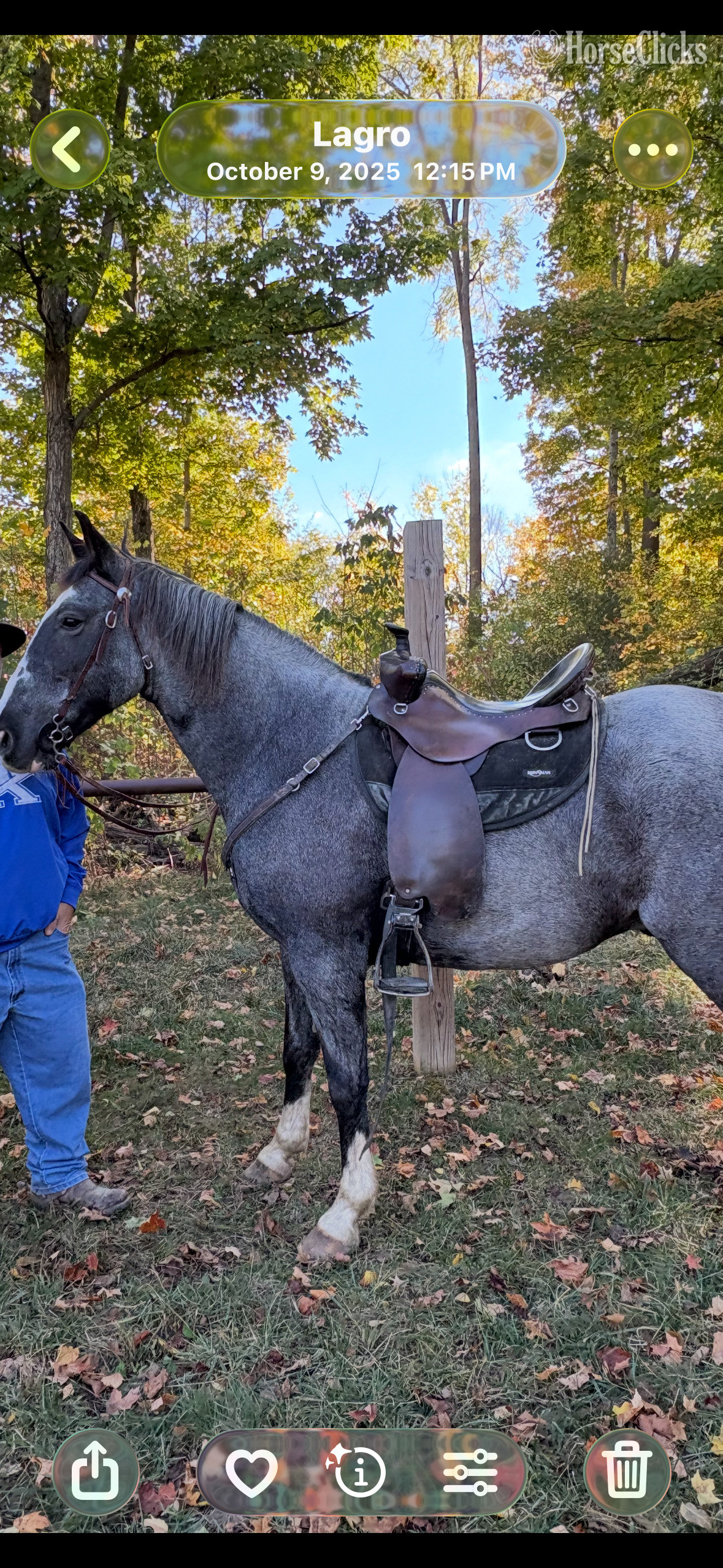 Ohio "Josie" Blue Roan Gelding Tennessee Walker