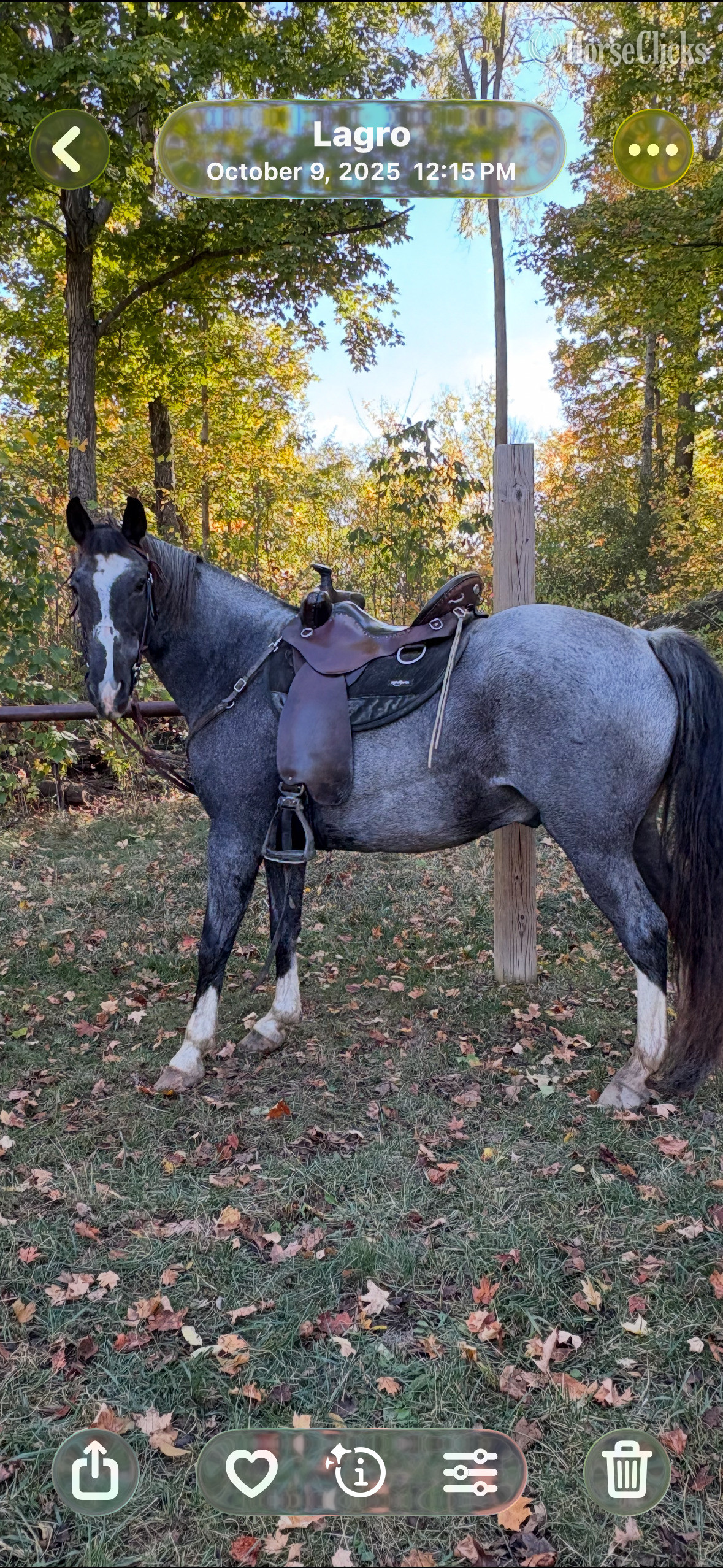 "Josie" Blue Roan Gelding Tennessee Walker - Tennessee Walker in Ohio