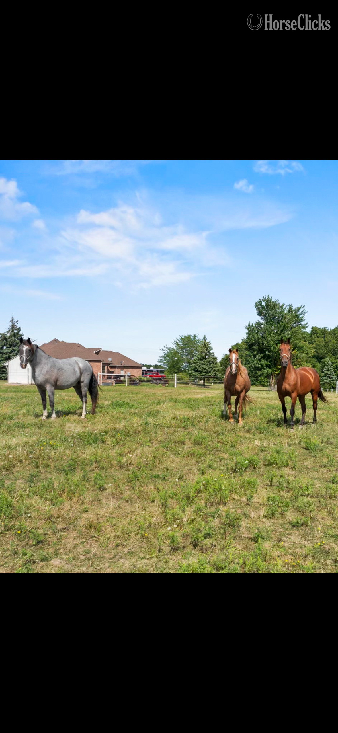"Josie" Blue Roan Gelding Tennessee Walker - Tennessee Walker