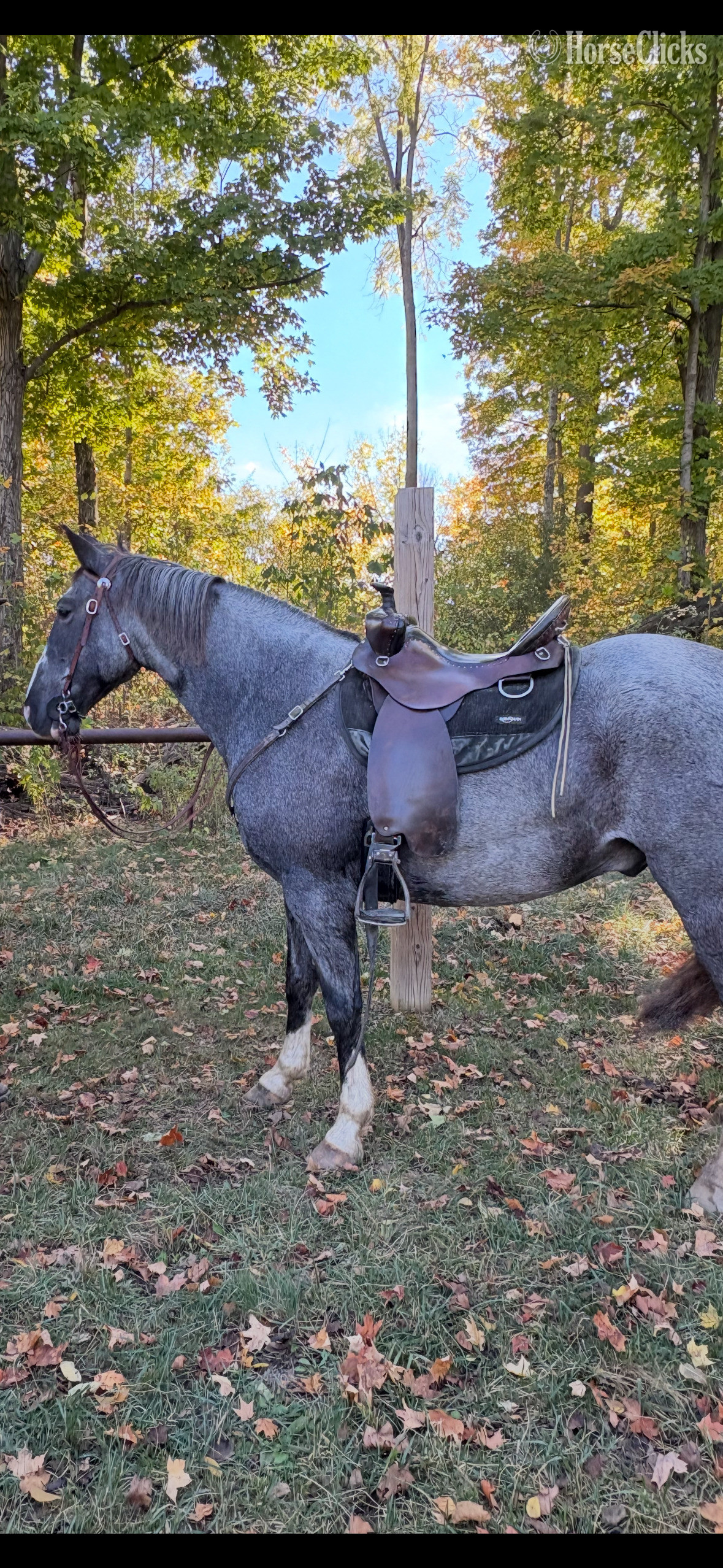 "Josie" Blue Roan Gelding Tennessee Walker Ohio