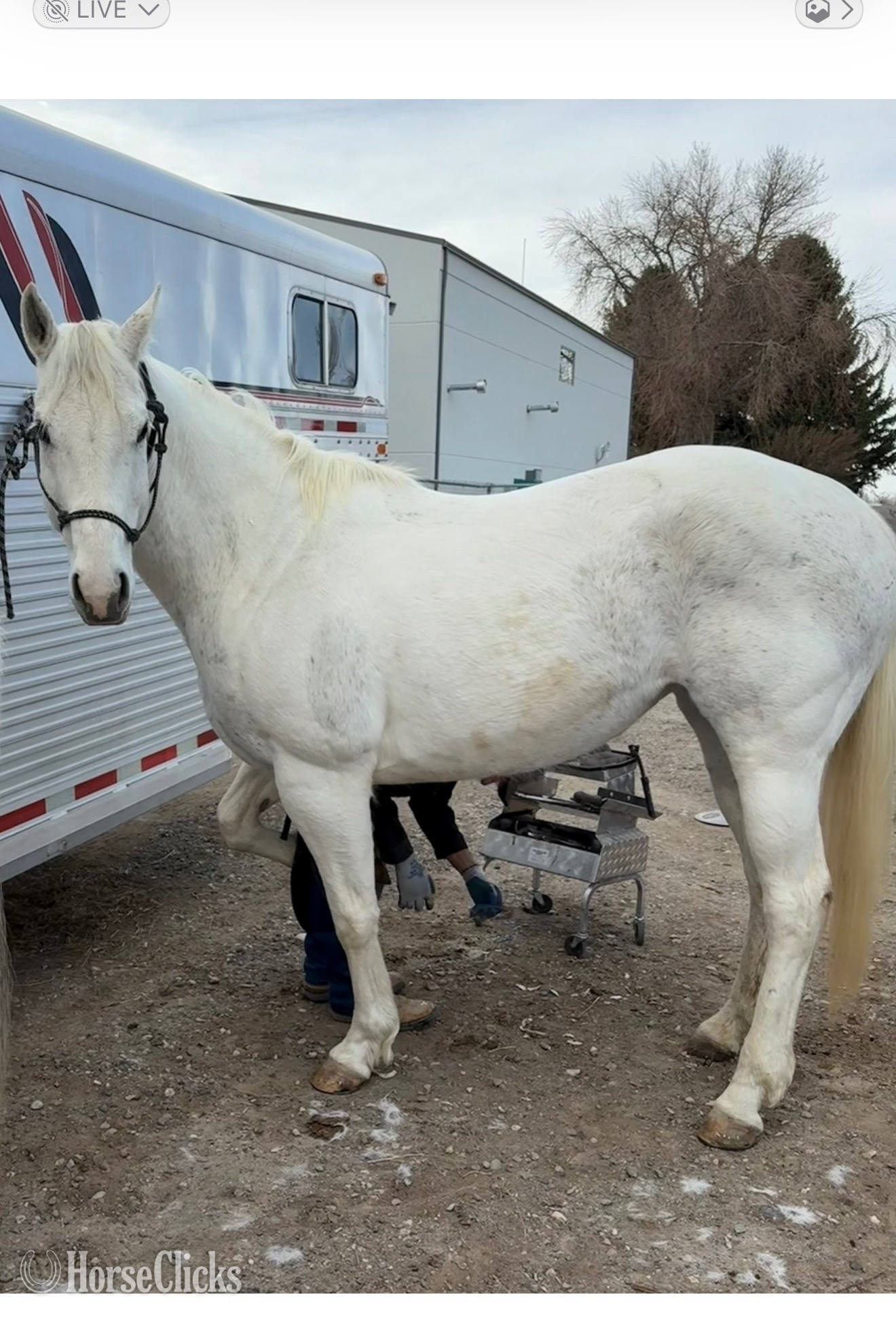 "Maya" Tabiano Mare Appendix Wyoming