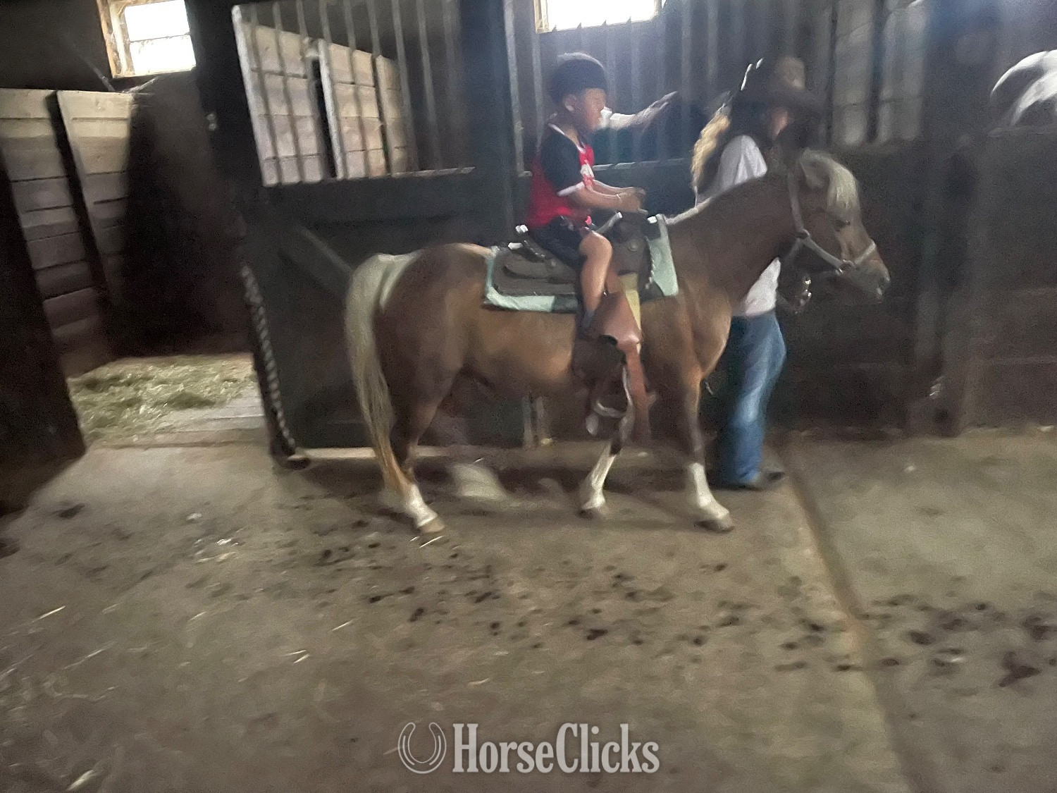 "Chocolate" Palomino Gelding Pony in New Jersey