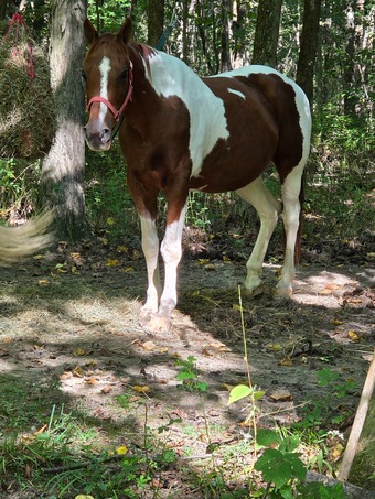 "Cheyenne"  Gelding Quarter Pony