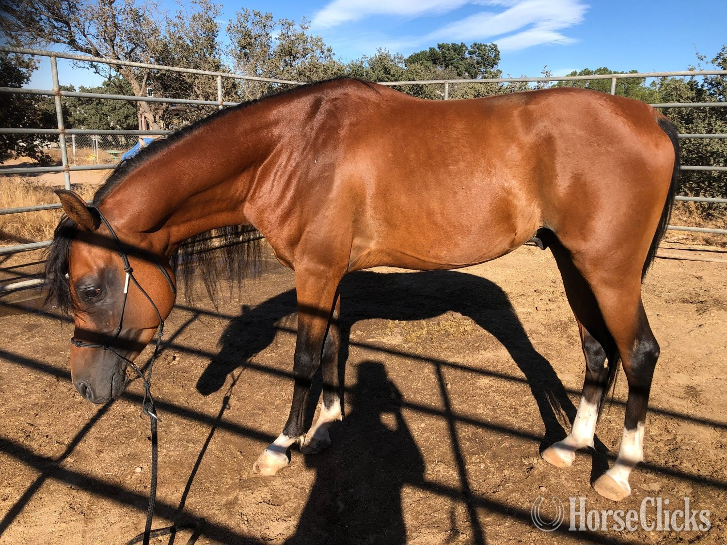 "HABARIS BOCEPHUS MTN (Beau)" Bay Stallion Arabian in California