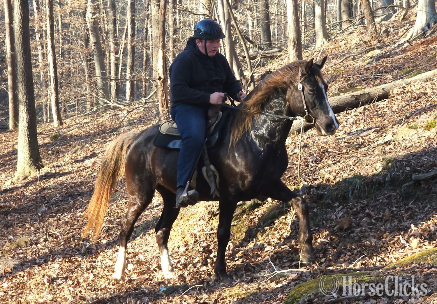 "Deweese Farm's Peter Pan " Chocolate Gelding Rocky Mountain in Kentucky