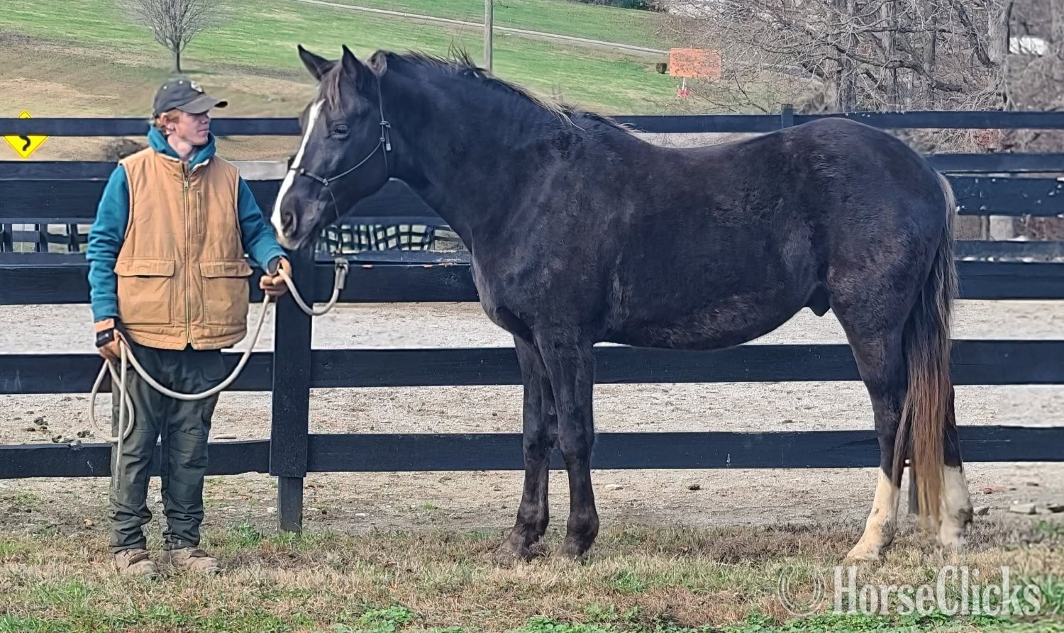 "Deweese Farm's Peter Pan " Chocolate Gelding Rocky Mountain