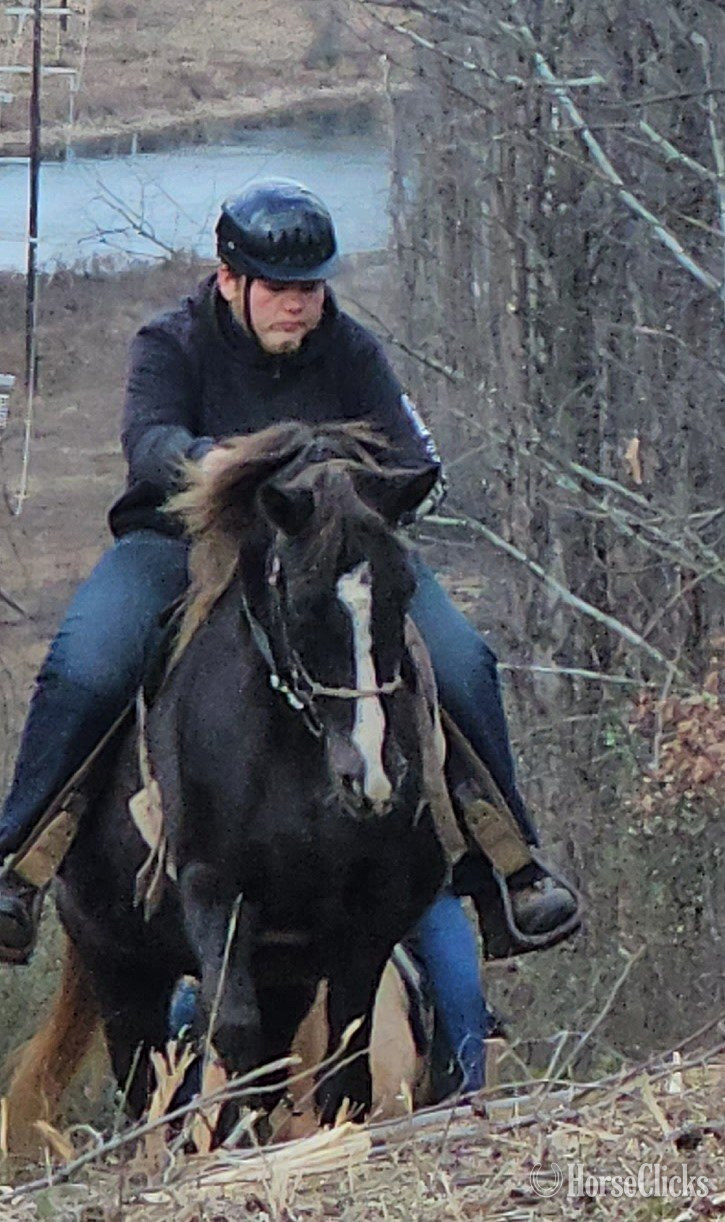 Kentucky "Deweese Farm's Peter Pan " Chocolate Gelding Rocky Mountain