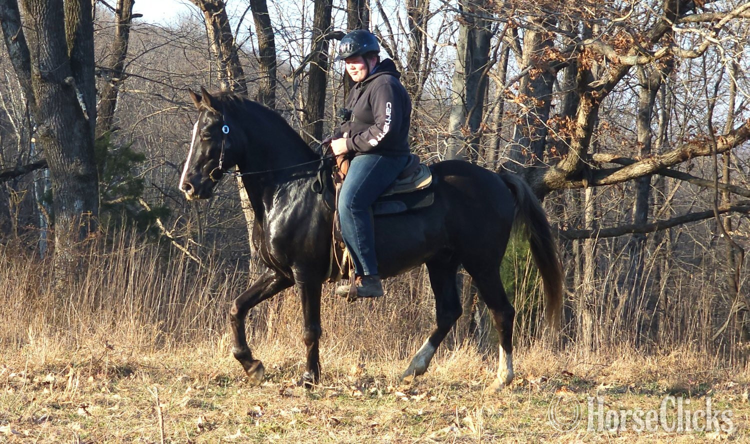 "Deweese Farm's Peter Pan " Chocolate Gelding Rocky Mountain - Rocky Mountain in Kentucky