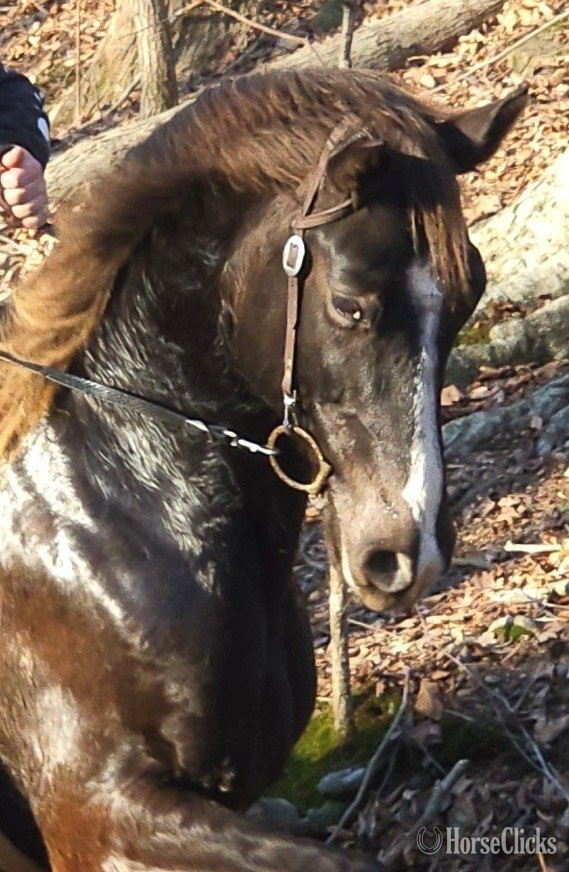 "Deweese Farm's Peter Pan " Chocolate Gelding Rocky Mountain - Rocky Mountain
