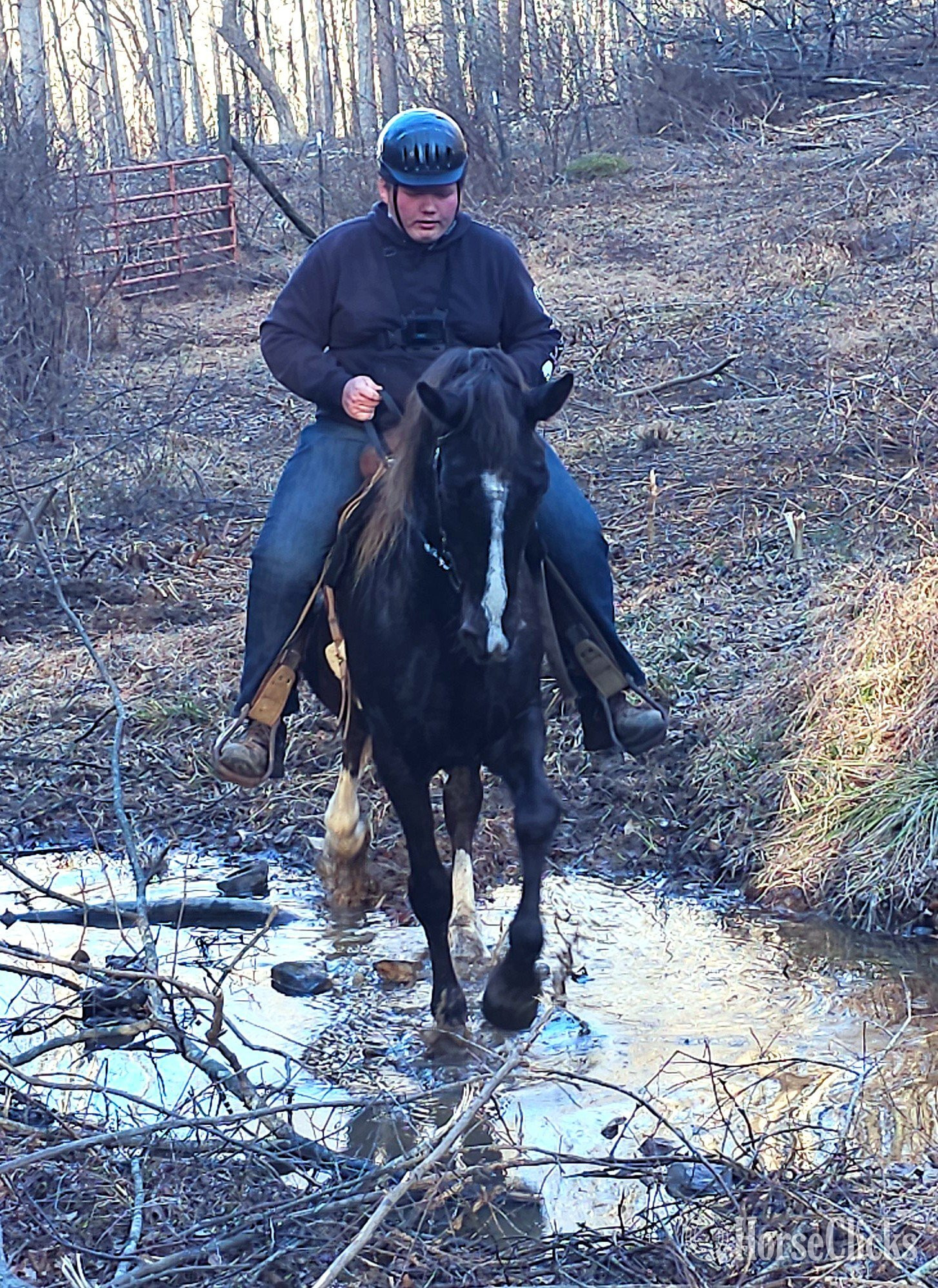 "Deweese Farm's Peter Pan " Chocolate Gelding Rocky Mountain Kentucky