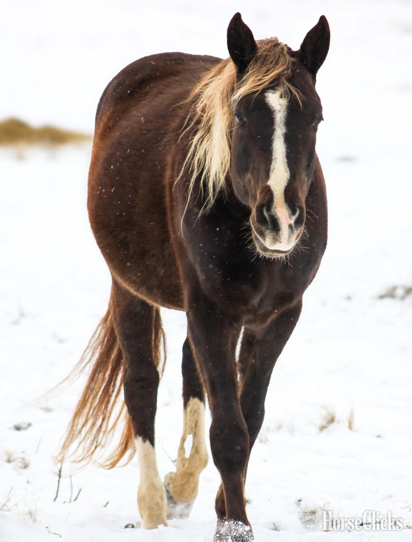 Rocky Mountain - "Deweese Farm's Peter Pan " Chocolate Gelding Rocky Mountain in Kentucky