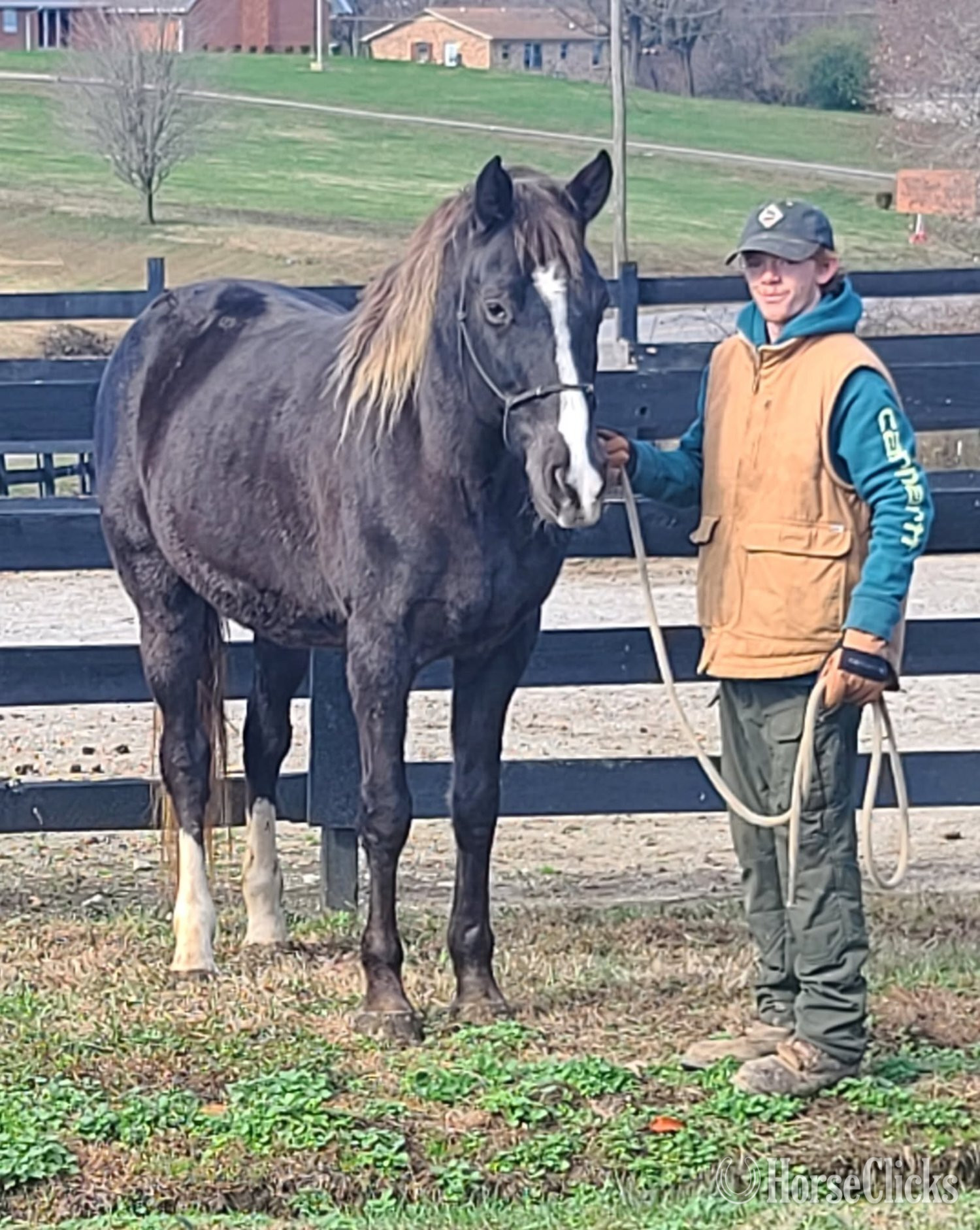 Rocky Mountain - "Deweese Farm's Peter Pan " Chocolate Gelding Rocky Mountain
