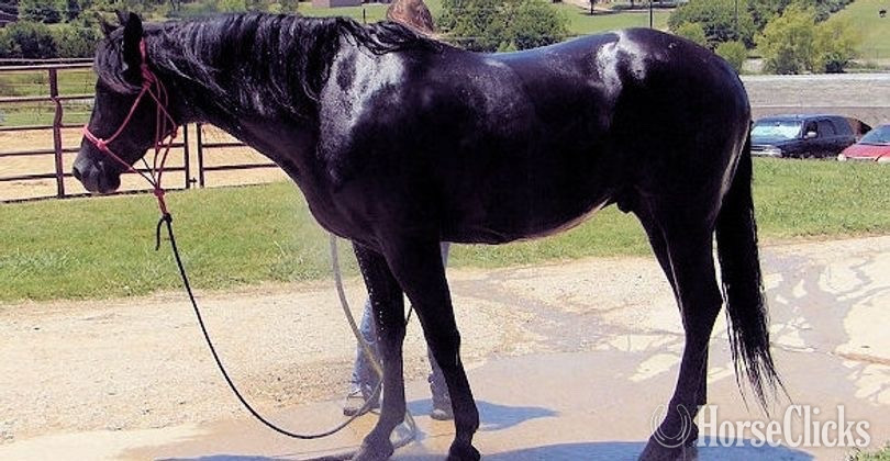 "Romeo " Black Gelding Paso Fino in California