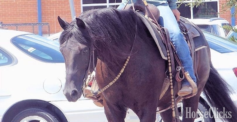 "Romeo " Black Gelding Paso Fino