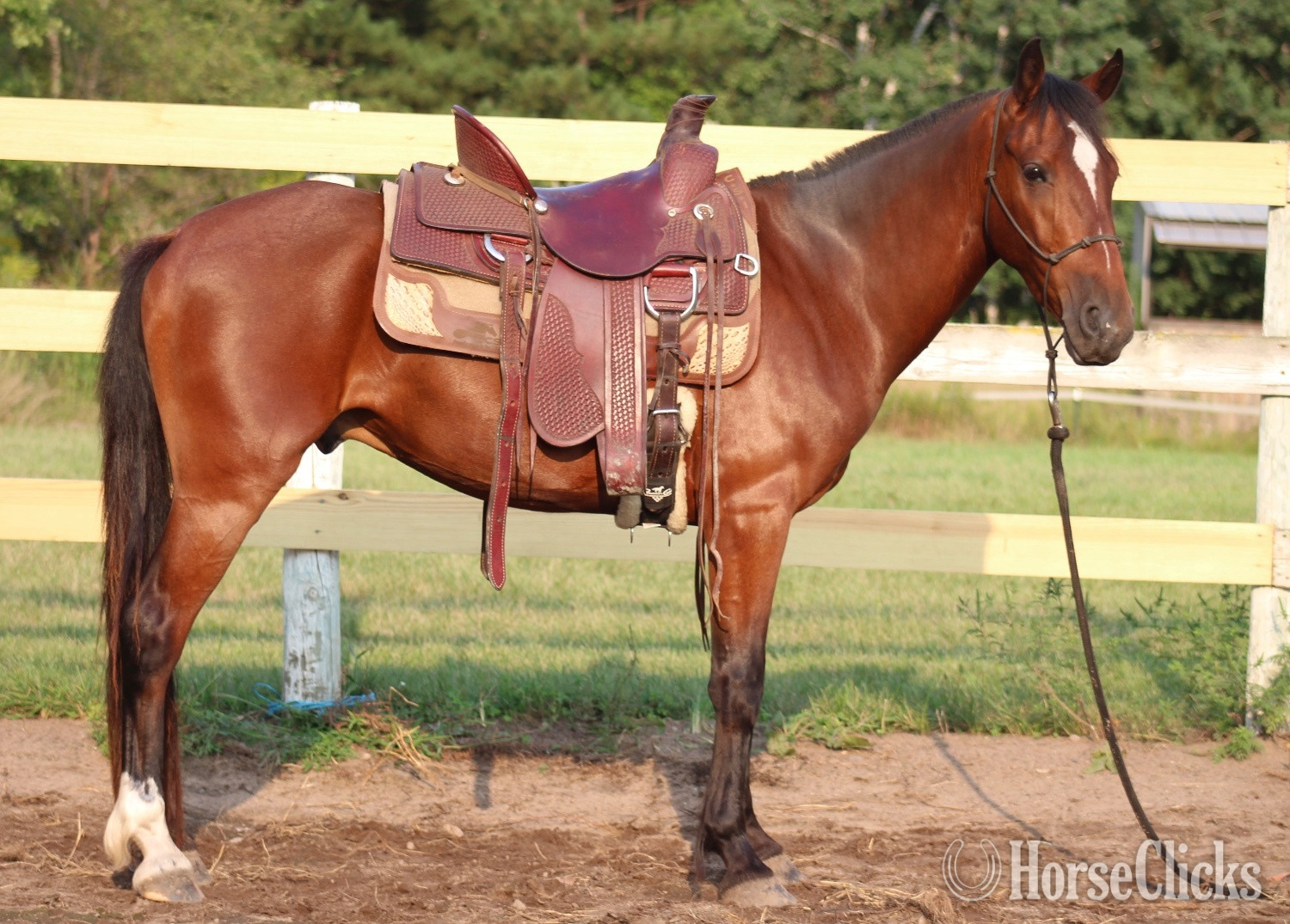 "Valor " Bay Gelding Mustang in Minnesota