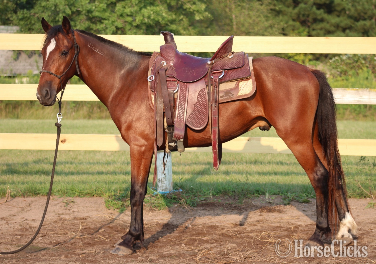 "Valor " Bay Gelding Mustang