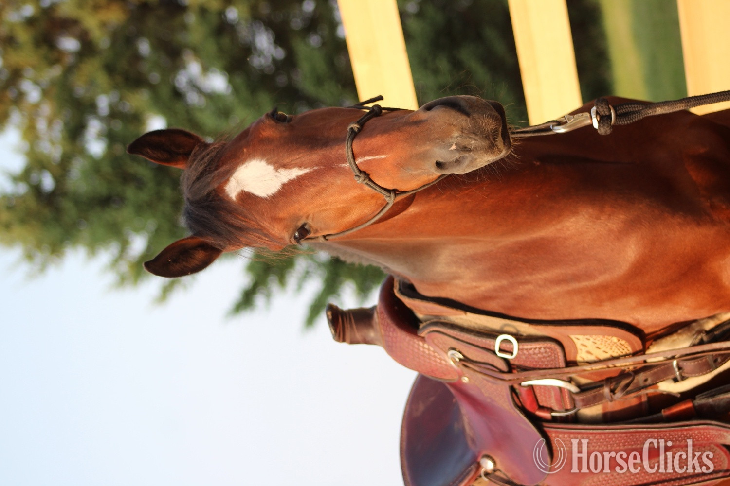 Minnesota "Valor " Bay Gelding Mustang