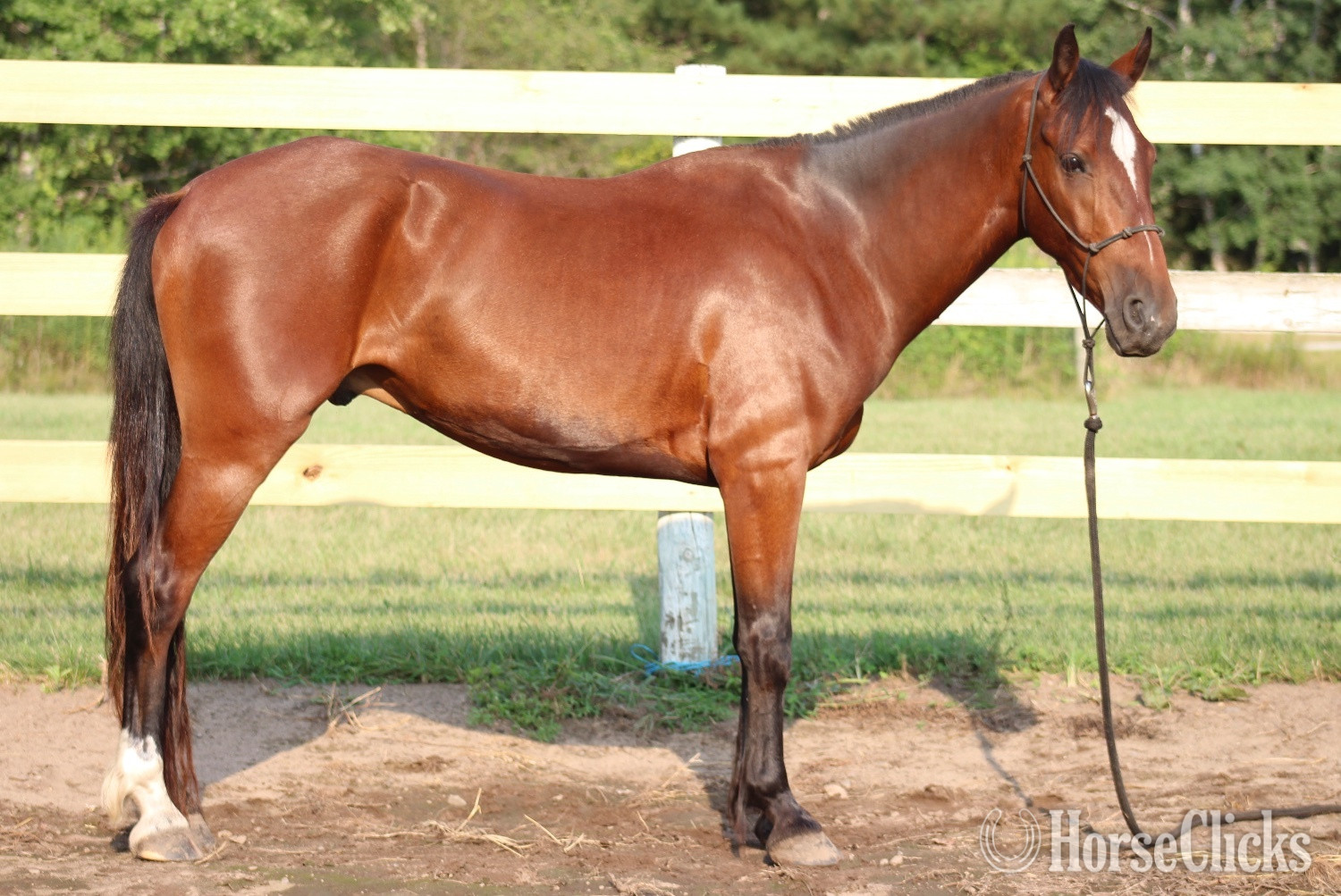 "Valor " Bay Gelding Mustang - Mustang in Minnesota