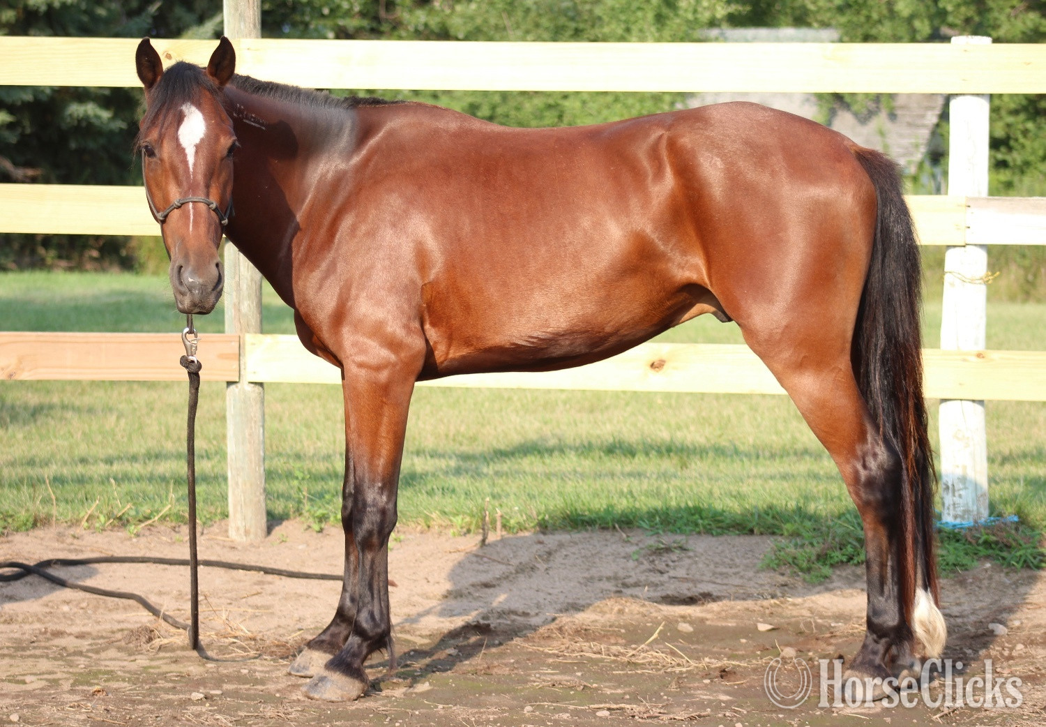 "Valor " Bay Gelding Mustang - Mustang