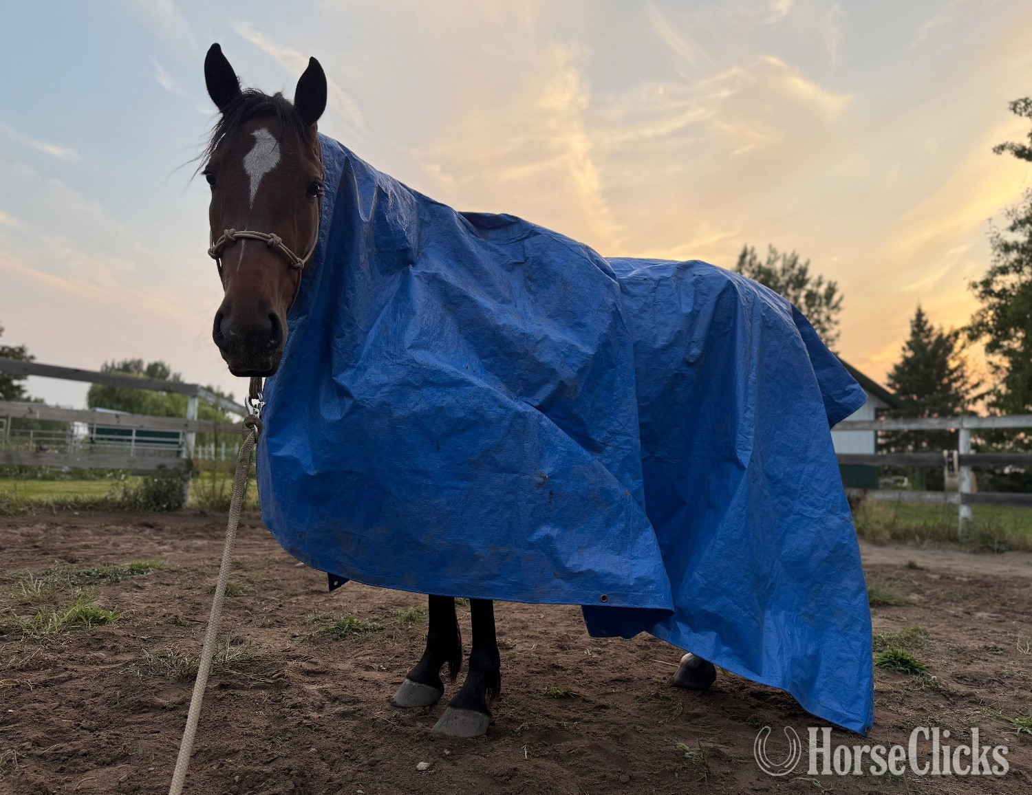 "Valor " Bay Gelding Mustang Minnesota